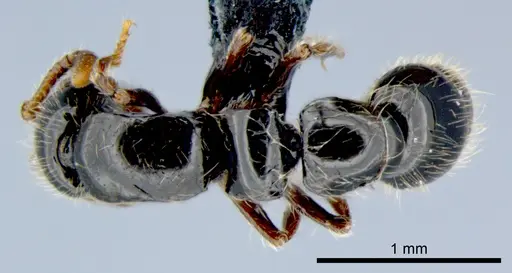 Lioponera neocaledonica specimen CSIRONC0055 image csironc0055_1