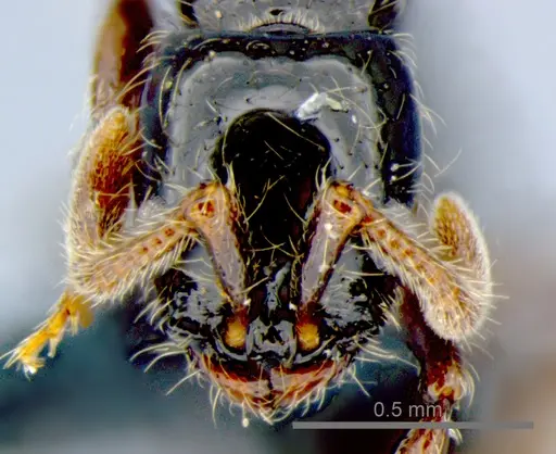 Lioponera neocaledonica specimen CSIRONC0055 image csironc0055_2