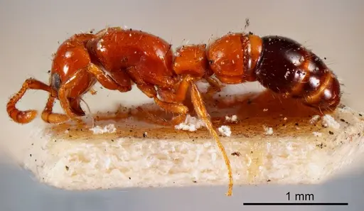 Lioponera nigriventris specimen ANTWEB1008242 image antweb1008242_2