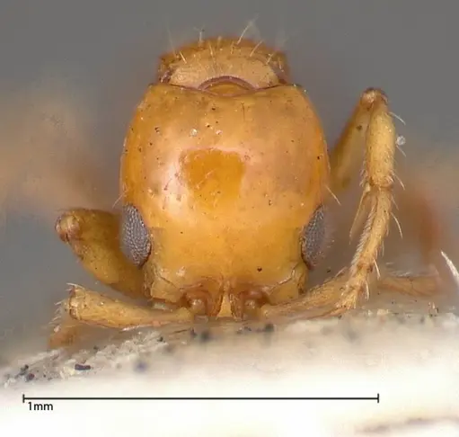 Lioponera nigriventris specimen FOCOL0338-1 image focol0338-1_2