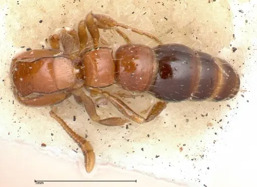 Lioponera nigriventris specimen FOCOL0338-2 image focol0338-2_1