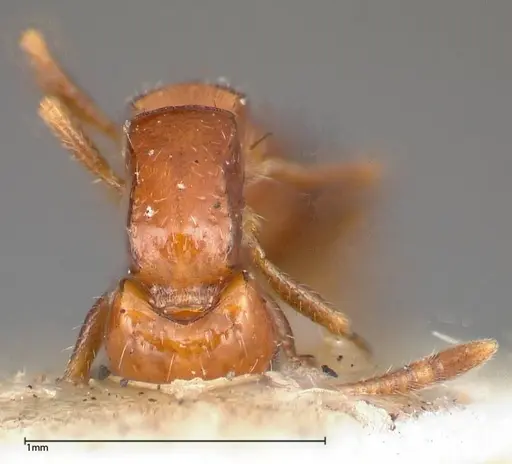 Lioponera nigriventris specimen FOCOL0338-2 image focol0338-2_2