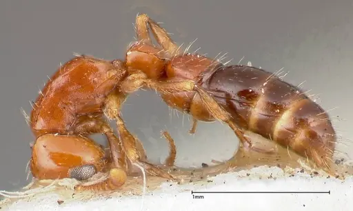 Lioponera nigriventris specimen FOCOL0338-2 image focol0338-2_3