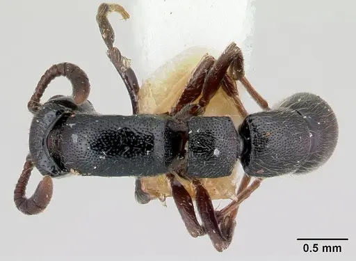 Lioponera nkomoensis specimen CASENT0178209 image casent0178209_1