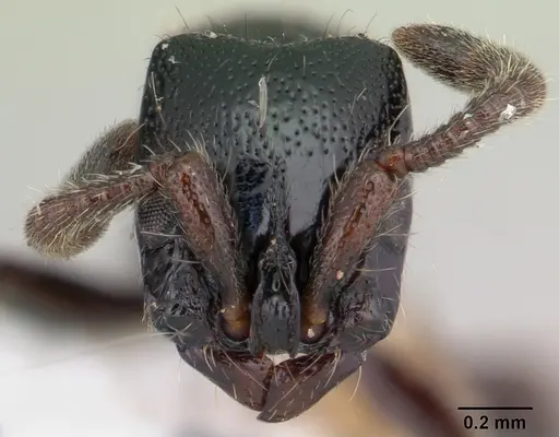 Lioponera nkomoensis specimen CASENT0178209 image casent0178209_2