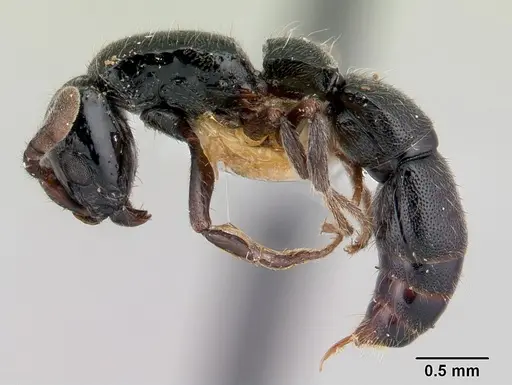 Lioponera nkomoensis specimen CASENT0178209 image casent0178209_3