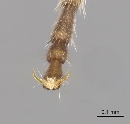 Lioponera nkomoensis specimen CASENT0178209 image casent0178209_4