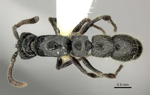 Lioponera nkomoensis specimen CASENT0249300 image casent0249300_1