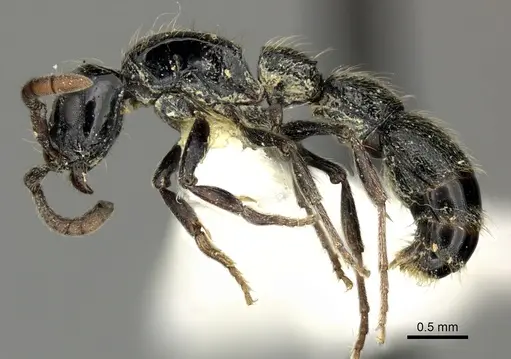 Lioponera nkomoensis specimen CASENT0249300 image casent0249300_3