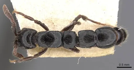 Lioponera nkomoensis specimen CASENT0907062 image casent0907062_1