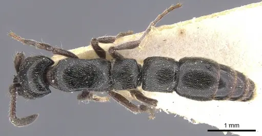 Lioponera nkomoensis specimen CASENT0911261 image casent0911261_1