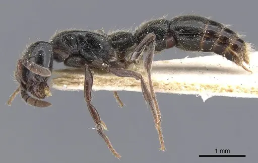 Lioponera nkomoensis specimen CASENT0911261 image casent0911261_3