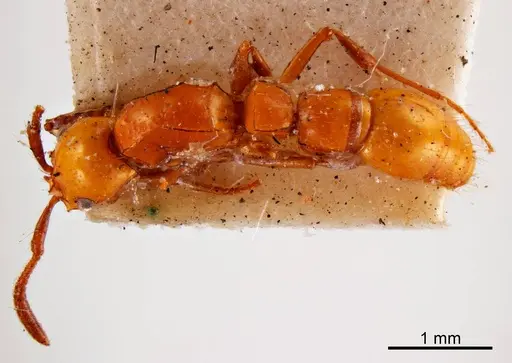 Lioponera picipes specimen ANTWEB1008243 image antweb1008243_1