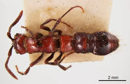Lioponera picta specimen ANTWEB1008244 image antweb1008244_1