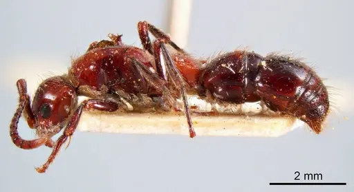 Lioponera picta specimen ANTWEB1008244 image antweb1008244_2
