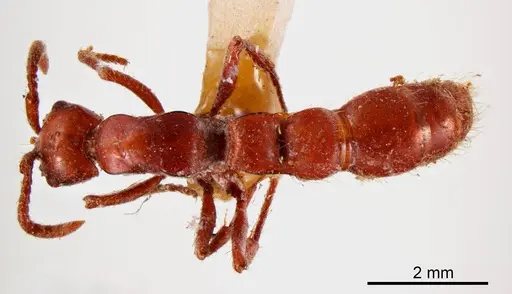Lioponera piliventris specimen ANTWEB1008245 image antweb1008245_1