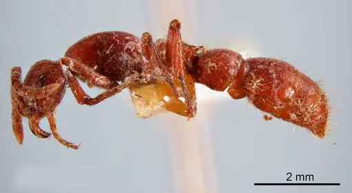 Lioponera piliventris specimen ANTWEB1008245 image antweb1008245_2
