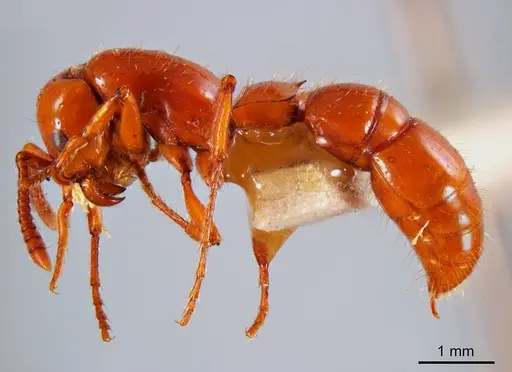 Lioponera potteri specimen ANTWEB1008246 image antweb1008246_2