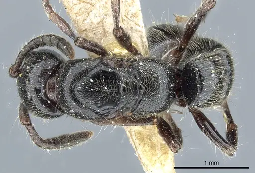Lioponera pubescens specimen CASENT0903781 image casent0903781_1