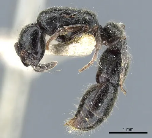 Lioponera pubescens specimen CASENT0903781 image casent0903781_3