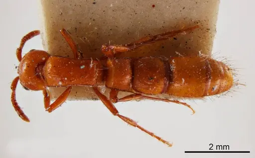 Lioponera punctatissima specimen ANTWEB1008248 image antweb1008248_1