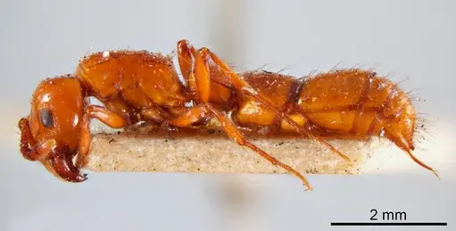 Lioponera punctatissima specimen ANTWEB1008248 image antweb1008248_2