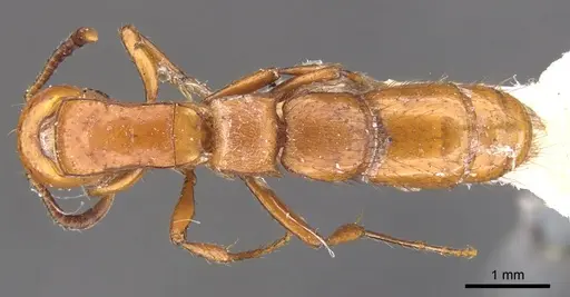Lioponera punctatissima specimen CASENT0902757 image casent0902757_1