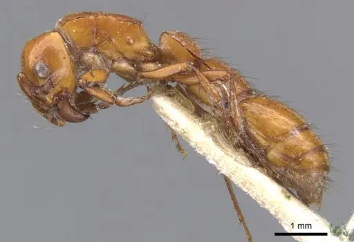 Lioponera punctatissima specimen CASENT0902757 image casent0902757_3