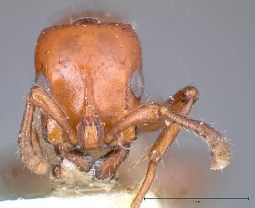 Lioponera punctatissima specimen FOCOL0337-1 image focol0337-1_2