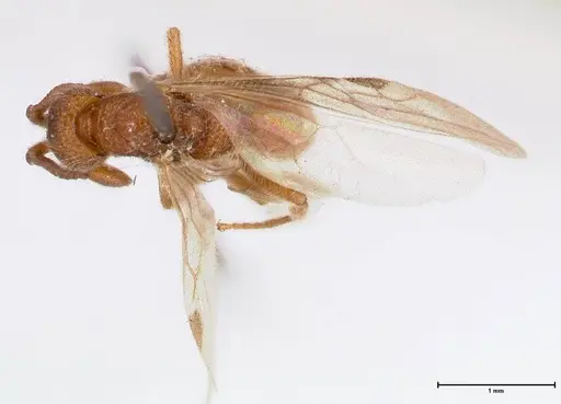 Lioponera reticulata specimen FOCOL0375 image focol0375_1