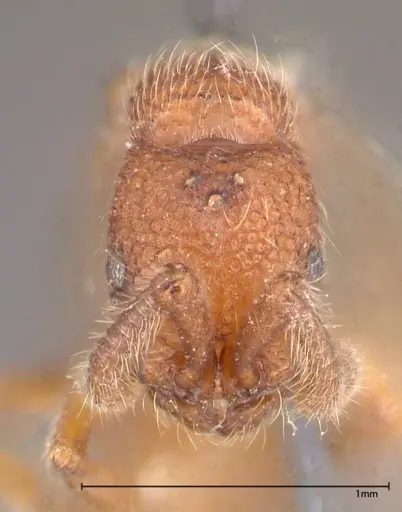 Lioponera reticulata specimen FOCOL0375 image focol0375_2