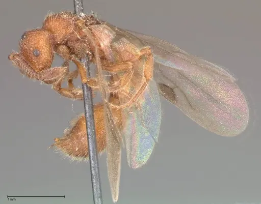 Lioponera reticulata specimen FOCOL0375 image focol0375_3