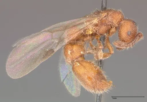 Lioponera reticulata specimen FOCOL0375 image focol0375_4
