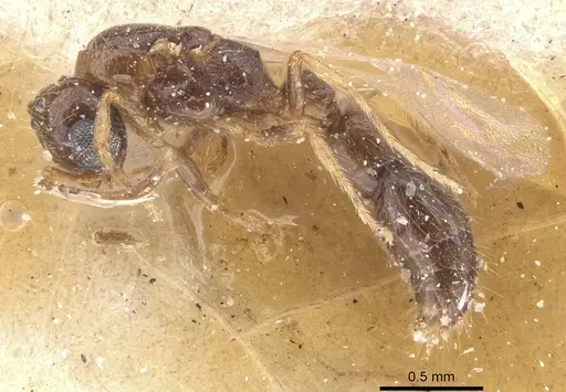 Lioponera similis specimen CASENT0911264 image casent0911264_3
