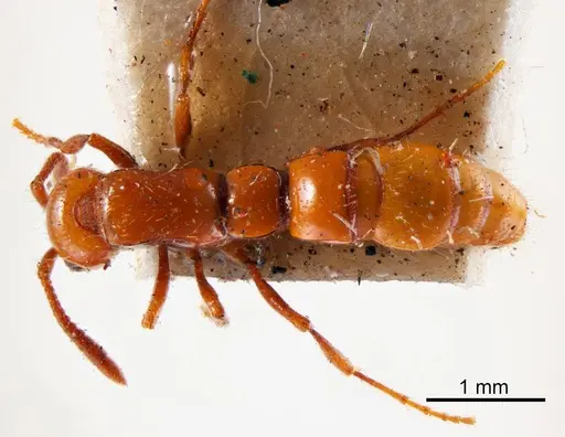 Lioponera simmonsae specimen ANTWEB1008252 image antweb1008252_1
