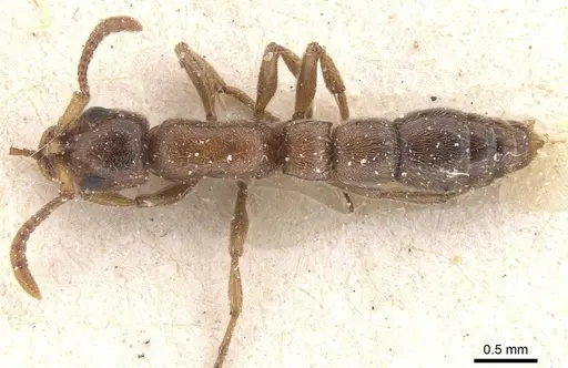 Lioponera singaporensis specimen CASENT0911265 image casent0911265_1