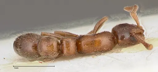 Lioponera singaporensis specimen FOCOL0335 image focol0335_1