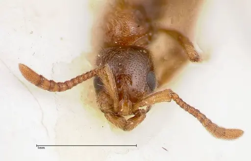 Lioponera singaporensis specimen FOCOL0335 image focol0335_2