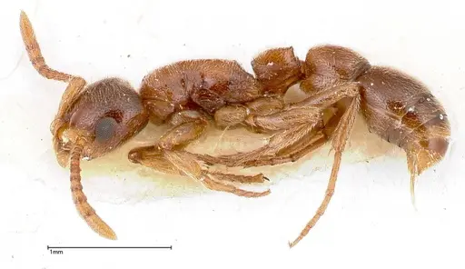 Lioponera singaporensis specimen FOCOL0335 image focol0335_3