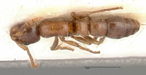 Lioponera singaporensis specimen FOCOL0336 image focol0336_1