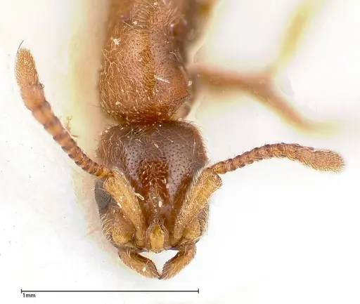 Lioponera singaporensis specimen FOCOL0336 image focol0336_2