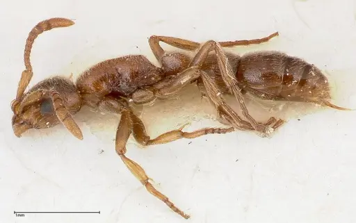 Lioponera singaporensis specimen FOCOL0336 image focol0336_3