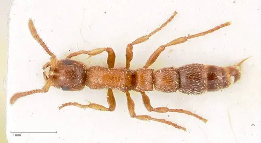 Lioponera singaporensis specimen FOCOL0807 image focol0807_1
