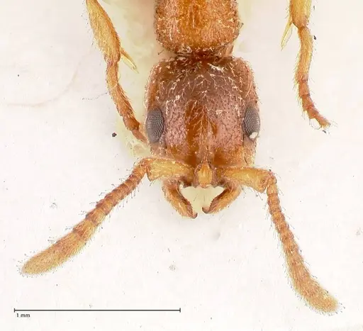Lioponera singaporensis specimen FOCOL0807 image focol0807_2