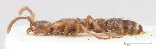 Lioponera singaporensis specimen FOCOL0807 image focol0807_3