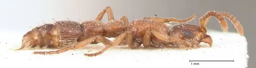 Lioponera singaporensis specimen FOCOL0807 image focol0807_4