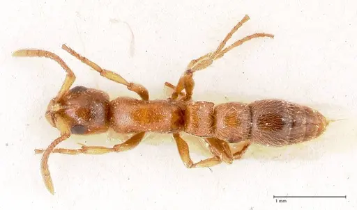 Lioponera singaporensis specimen FOCOL0808 image focol0808_1
