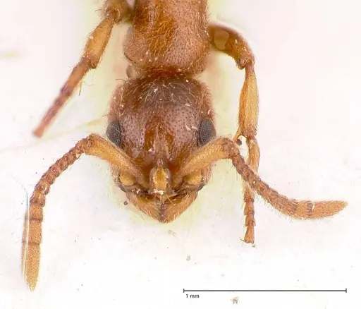 Lioponera singaporensis specimen FOCOL0808 image focol0808_2