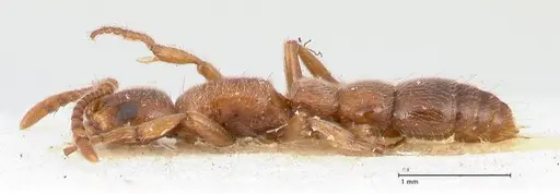 Lioponera singaporensis specimen FOCOL0808 image focol0808_3