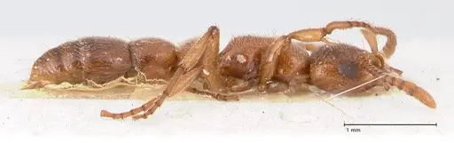 Lioponera singaporensis specimen FOCOL0808 image focol0808_4